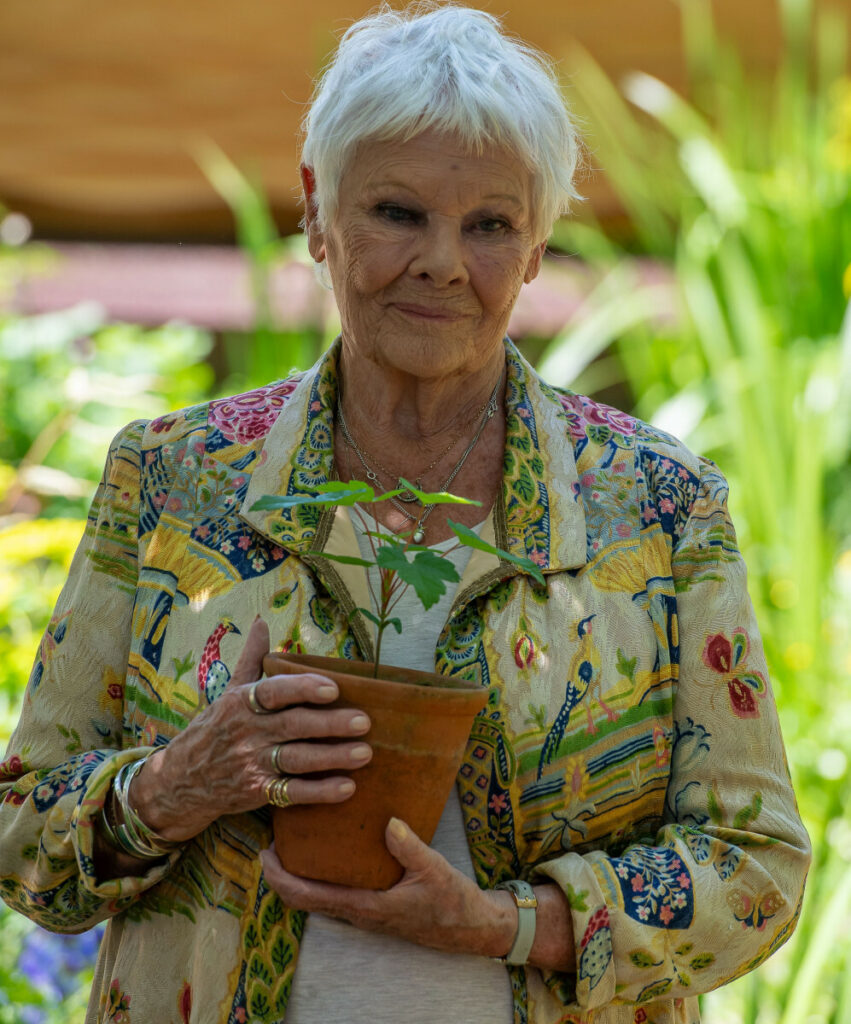 Judi Dench